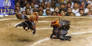 Đá gà 123b – Trải nghiệm đá gà trực tuyến chuyên nghiệp